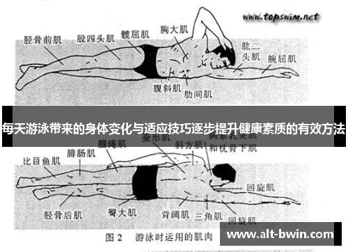 每天游泳带来的身体变化与适应技巧逐步提升健康素质的有效方法